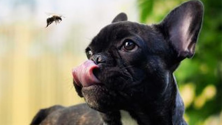 black dog eating fly closeup