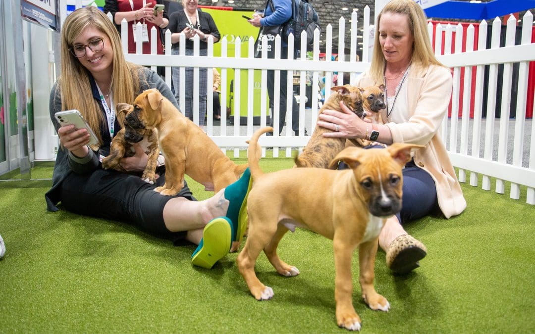 Boxer puppies in fenced in area with female attendees on the show floor at Petfood Forum