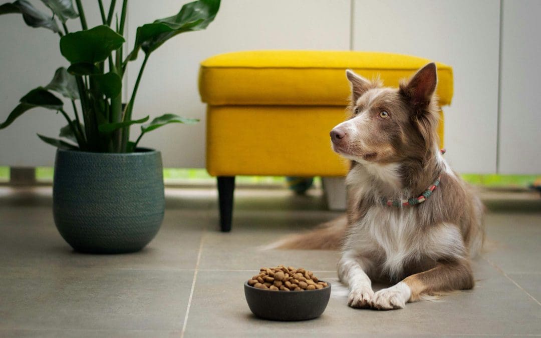 Pet food safety and regulatory updates discussed at Petfood Forum 2024