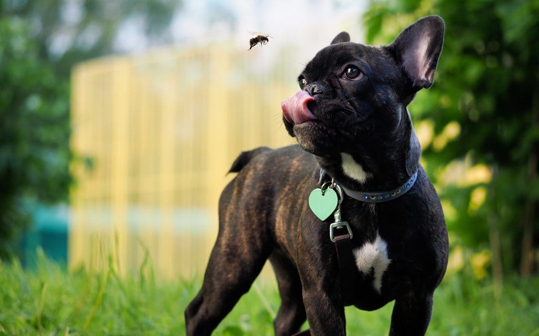 black dog eating fly closeup