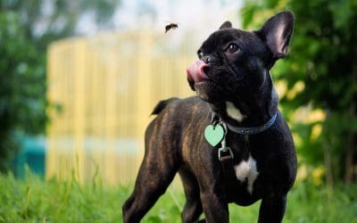 Alternative pet food proteins and the microbiome discussed at Petfood Forum 2024