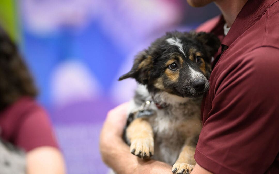 Border collie puppy being held at Petfood Forum